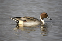 Pintail