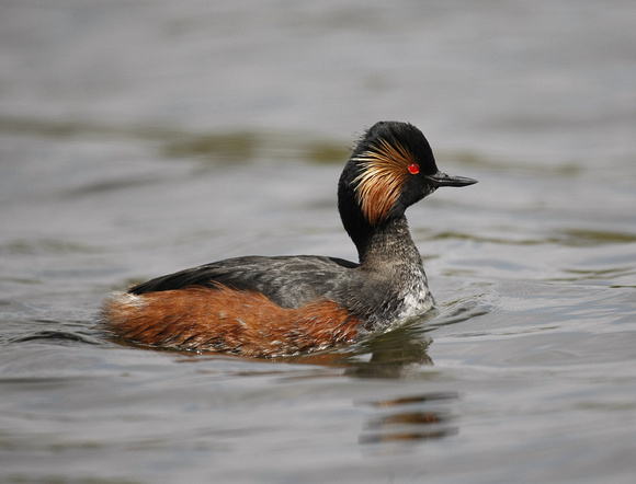 Black-necked Grebe