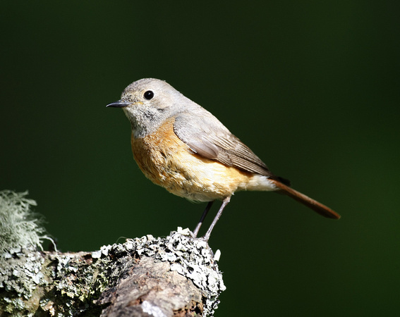 Common Redstart