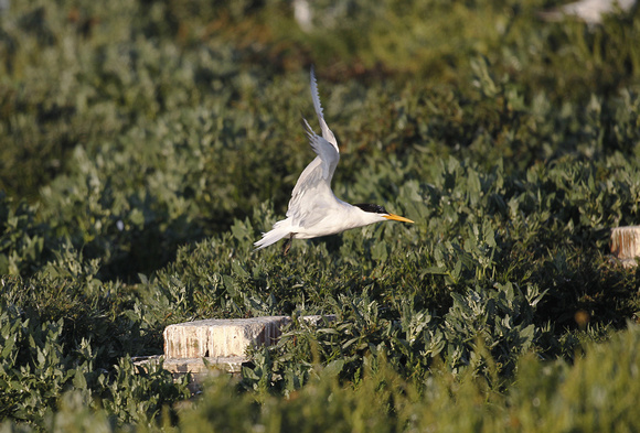 Elegant Tern