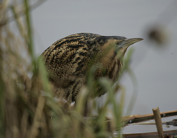 Bittern