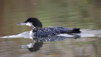 Great Northern Diver