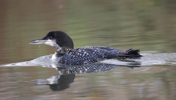 Great Northern Diver