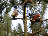 Parrot Crossbill