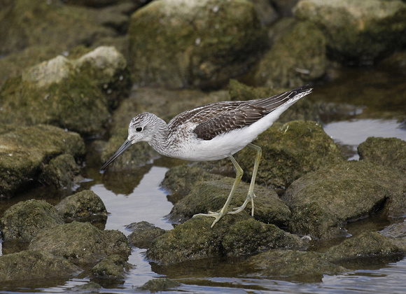 Greenshank