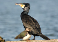 Cormorant (Sinensis)