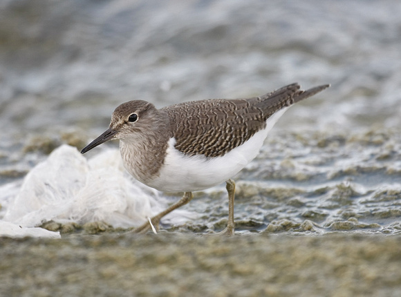 Common Sandpiper