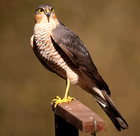 Sparrowhawk