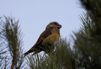 Parrot Crossbill