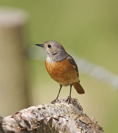 Common Redstart