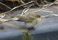 Chiffchaff