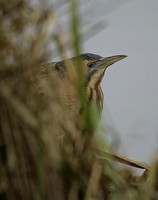 Bittern