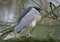 Black-crowned Night Heron