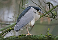 Black-crowned Night Heron