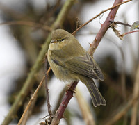 Common Chiffchaff