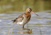 Black-tailed Godwit
