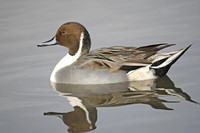 Pintail