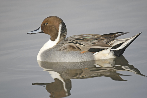 Pintail