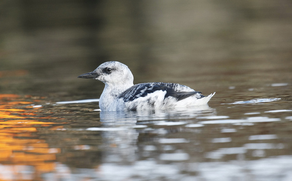 Black Guillemot