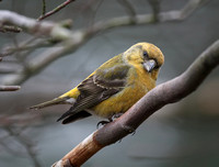 Common Crossbill