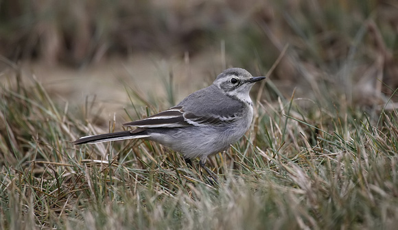 Citrine Wagtail