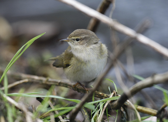 Common Chiffchaff