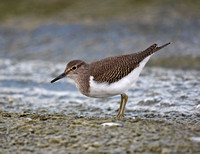 Common Sandpiper