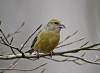 Common Crossbill