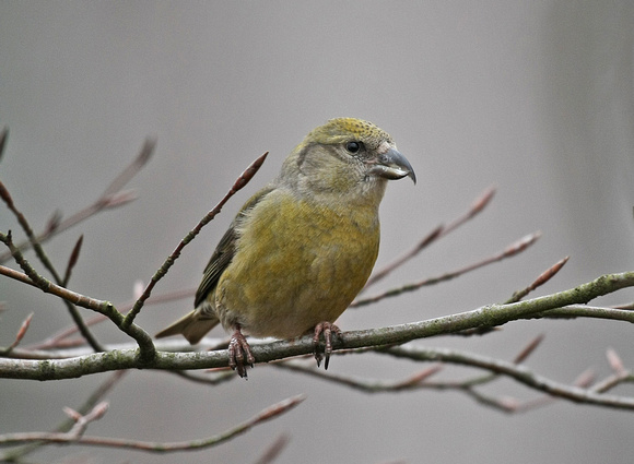 Common Crossbill