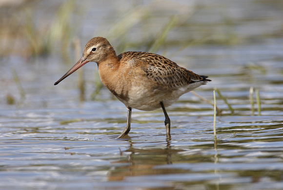 Black-tailed Godwit
