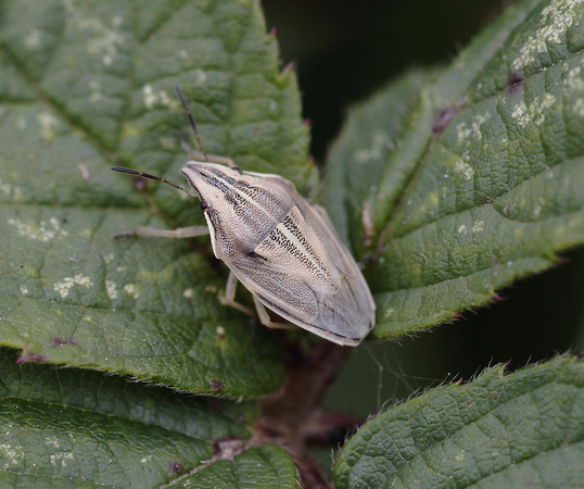 Bishop's Mitre Shieldbug