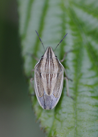 Bishop's Mitre Shieldbug