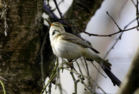 Iberian Chiffchaff