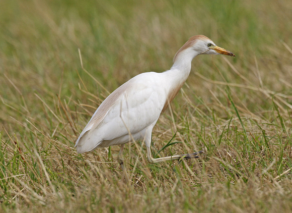 Cattle Egret