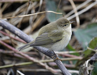 Common Chiffchaff