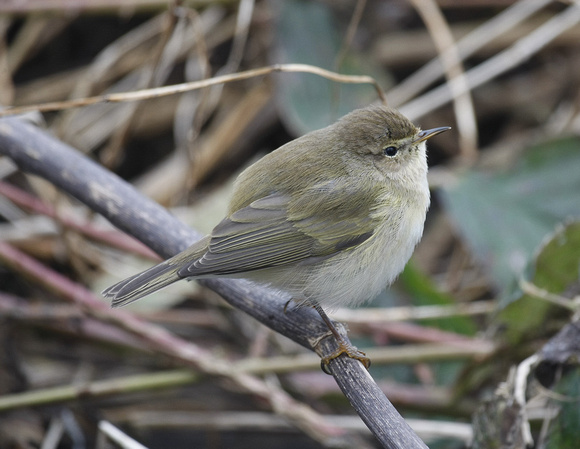 Common Chiffchaff