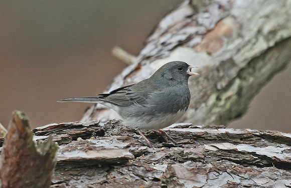 Dark-eyed Junco