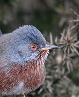 Dartford Warbler