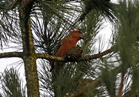 Parrot Crossbill