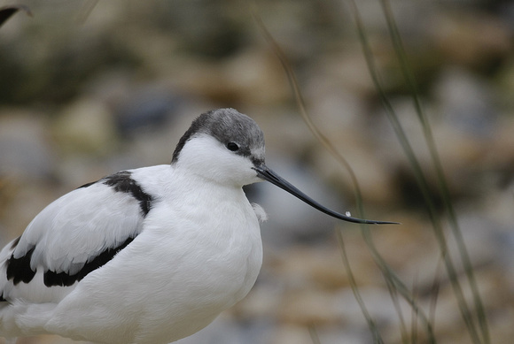 Avocet