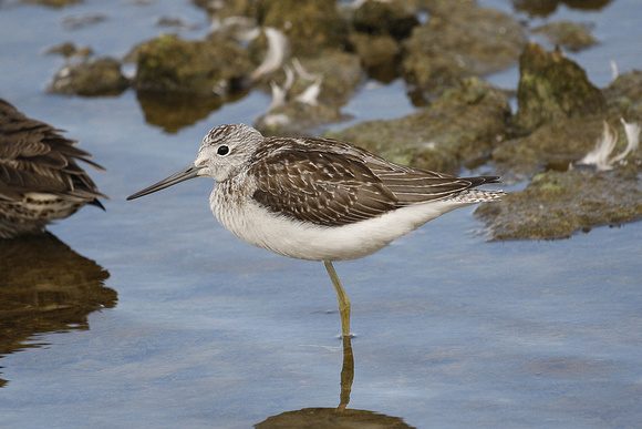 Greenshank