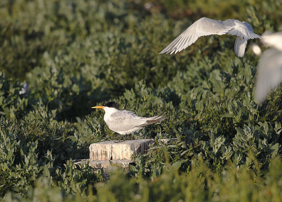 Elegant Tern