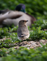 Collared Pratincole