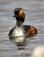 Black-necked Grebe