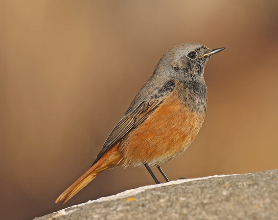 Eastern Black Redstart