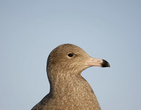 Glaucous Gull