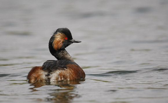 Black-necked Grebe