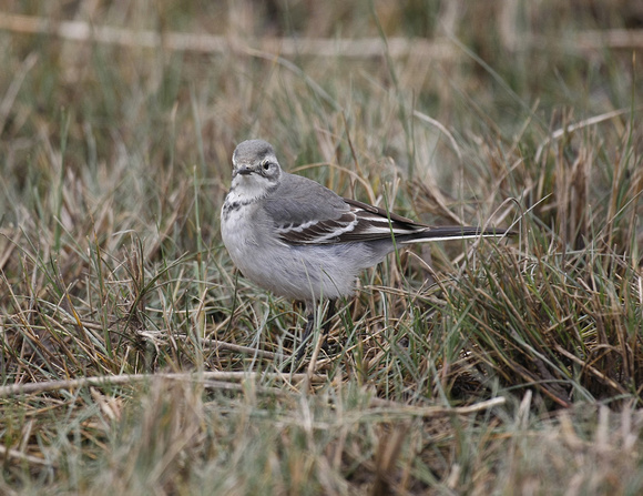 Citrine Wagtail