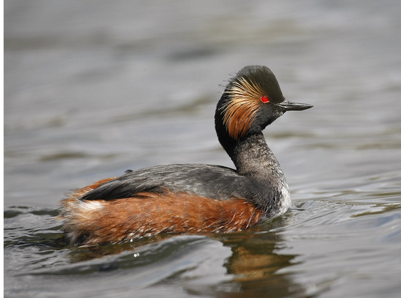 Black-necked Grebe