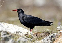 Chough